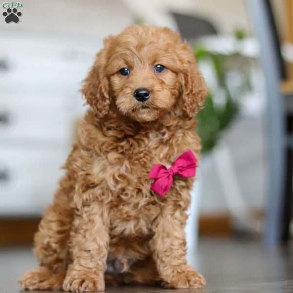 Kingston, Mini Goldendoodle Puppy